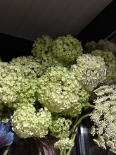 Вибурнум белый 60 (roseum)